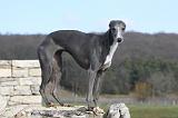 WHIPPET 390
